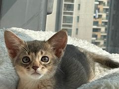 -嘉馨宠物医院·CT影像转诊·心脏科·犬猫全科诊疗中心(下沙大学城院区)