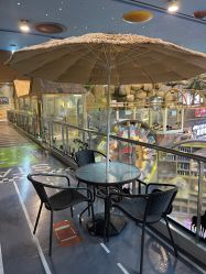 -卡通尼·Safari非洲探索乐园·生日会(金桥国际商业广场店)