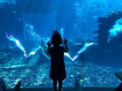 -海棠湾洲际-涛·海底餐厅·美人鱼·自助餐·海底隧道