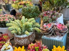 -双季花艺园艺市场(浦东店)