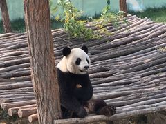 -原山国家森林公园