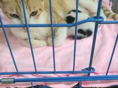-瑞鹏宠物医院·骨科·猫科·内科(第一中心)