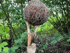 -华侨城湿地公园