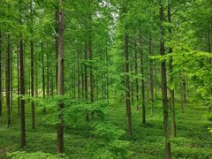 -黄海国家森林公园