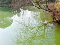 -八大山人梅湖景区
