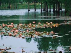 -白鹭湾湿地公园