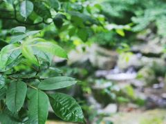 -藏龙百瀑风景区