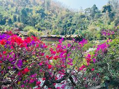 -西双版纳原始森林公园