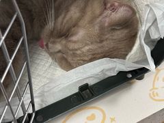 -纳吉亚猫专科动物诊疗中心(蒋宅口分院)