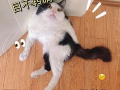 -爱侣·安琦尔宠物医院·中兽医针灸·心内科·狂犬免疫点(宝山区院)