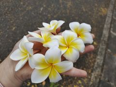 -番禺大夫山森林公园