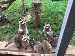 -辛玛王国游乐园