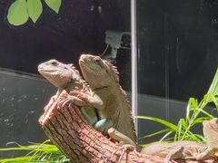 -上海大自然野生昆虫馆(东方明珠·爬宠昆虫探索中心)