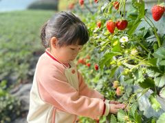 -大自然农场蔬菜草莓采摘园