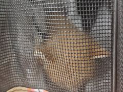 -守诺宠物医院·眼科· 神经外科·爬宠专科(虹口店)