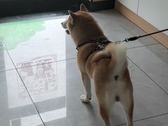 -瑞派长江宠物医院·猫科·外科·24小时夜护(谊城公寓分院)