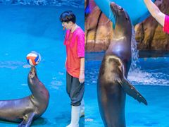 -烟台海昌鲸鲨海洋公园