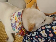 -柴迷FANS CLUB·柴犬狗咖·猫咖