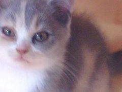 -集宠猫柠宠物生活馆