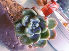 -品味泸沽湖•民族特色菜(大落水店)