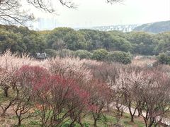 -无锡梅园公园