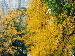 -四川大学(华西校区)