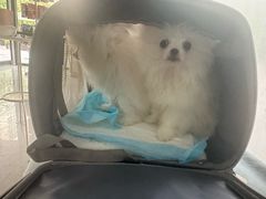 -中农国际动物医院24小时·猫科·骨科·急重症中心