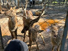 -长白岛森林公园