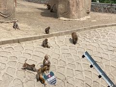 -哈尔滨北方森林动物园