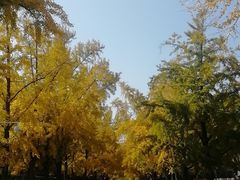 -三里屯东五街银杏大道