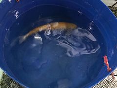 -东江湖游水三文鱼美食城