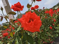 -亚龙湾国际玫瑰谷