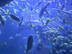 -西安曲江海洋极地公园