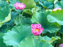 -洛阳市隋唐城遗址植物园