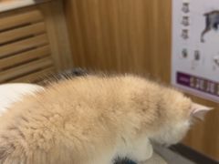 -瑞派宠物医院·24h·骨外科·皮肤科·全科宠物医疗转诊中心(沈阳浑南院)