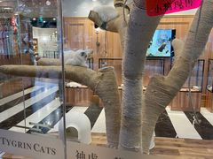 -袖虎·猫馆(体育西路店)