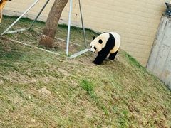 -石家庄市动物园