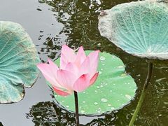 -荔湾湖公园