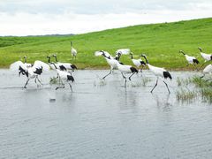 -黑龙江扎龙生态旅游区