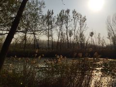 -微山湖红荷湿地景区