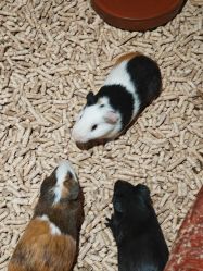 -Zoolung Zoolung动物主题公园(海信广场店)