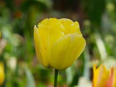 -洛阳郁金香牡丹园