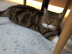 -喵园·猫主题咖啡厅·撸猫·猫咖(国贸店)