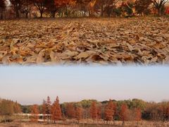 -贡湖湾湿地公园