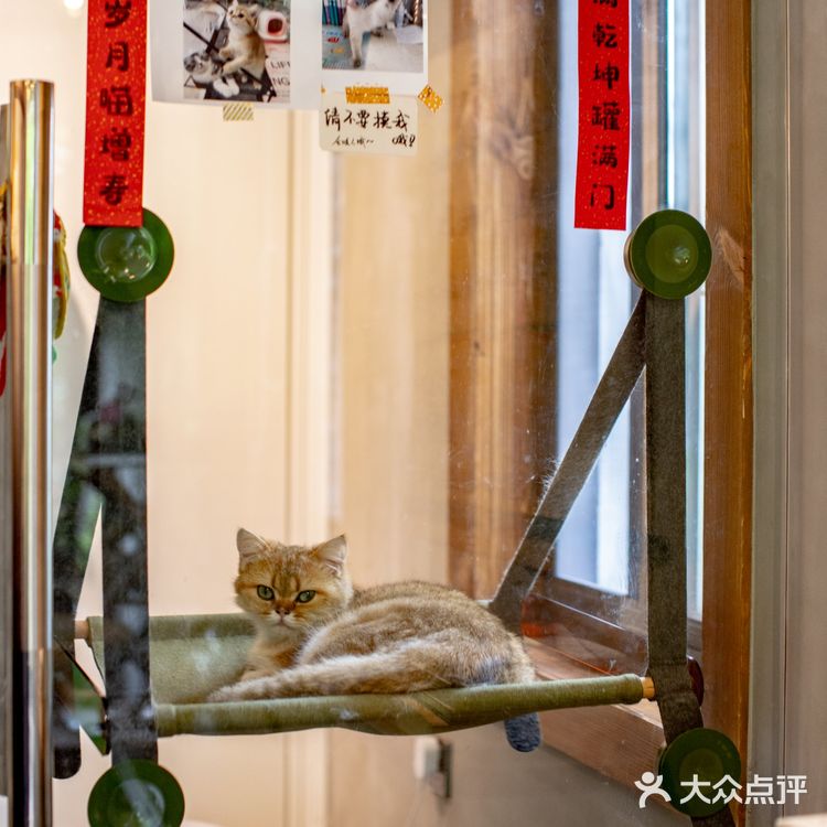 春光正好，赏花逗猫喝一杯咖啡｜南泊山咖啡