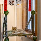 春光正好，赏花逗猫喝一杯咖啡｜南泊山咖啡