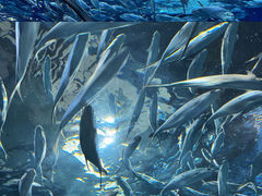 -上海海洋水族馆