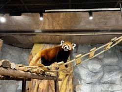 -Zoolung Zoolung动物主题公园(海信广场店)