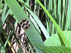 -牛背梁国家森林公园