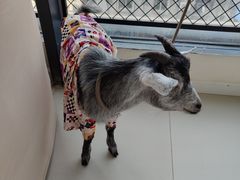 -怪兽屋·羊驼·猫咖·狗咖(俊华广场店)